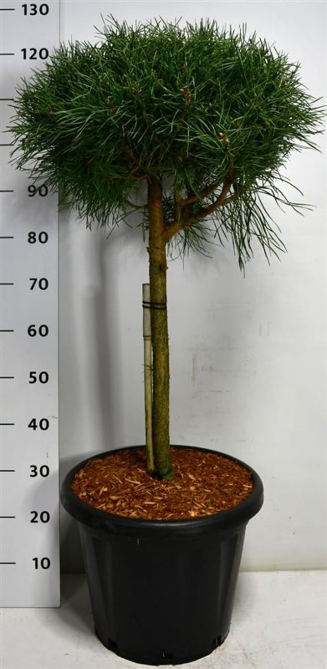 Pinus sylv. 'Blue Pearl' - 40 CM Stem Cont.